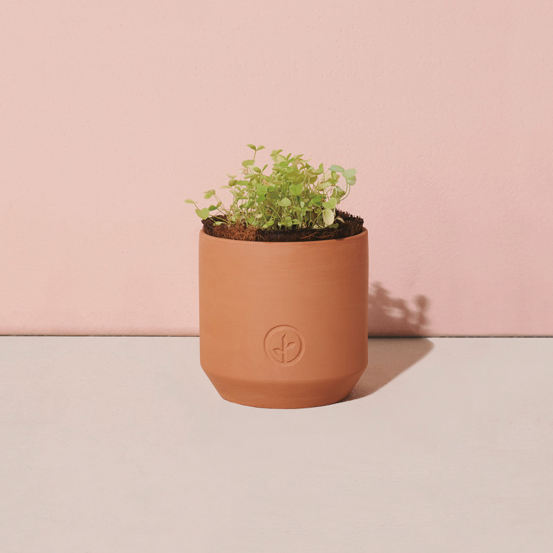 Clover Leaf キャンディポット　２個セット　英国製　未使用品 Modern Sprout® Tiny Terracotta Grow Kit Good Luck Clover