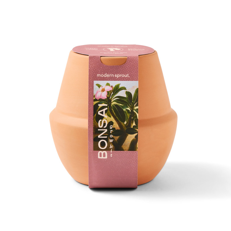 Modern Sprout Modern Terracotta Grow Kit Bonsai - Thumbnail 2